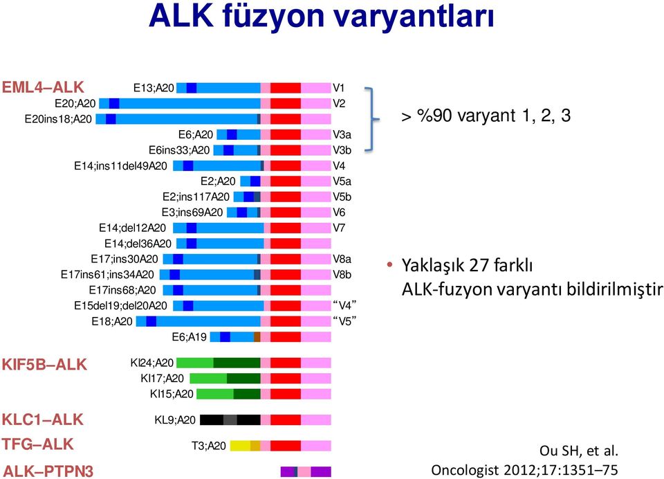 V2 V3a V3b V4 V5a V5b V6 V7 V8a V8b V4 V5 > %90 varyant 1, 2, 3 Yaklaşık 27 farklı ALK-fuzyon varyantı bildirilmiştir