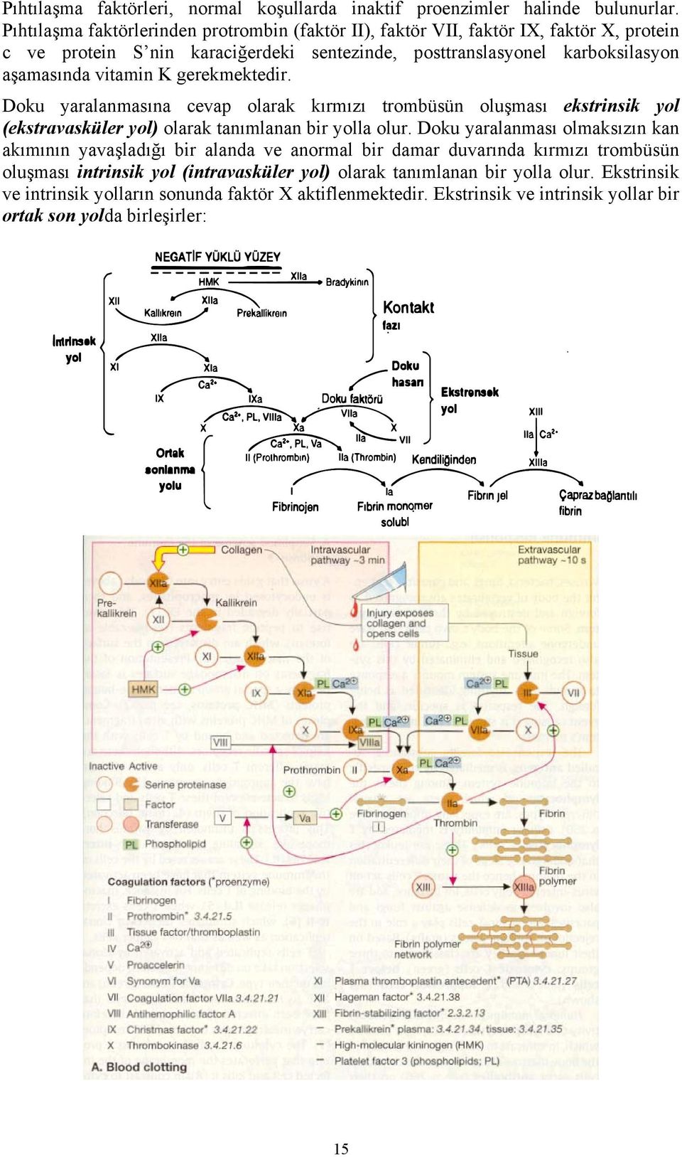 vitamin K gerekmektedir. Doku yaralanmasına cevap olarak kırmızı trombüsün oluşması ekstrinsik yol (ekstravasküler yol) olarak tanımlanan bir yolla olur.