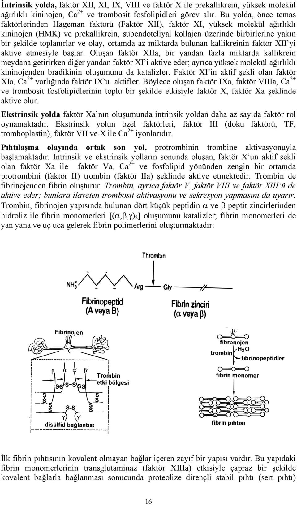 toplanırlar ve olay, ortamda az miktarda bulunan kallikreinin faktör XII yi aktive etmesiyle başlar.