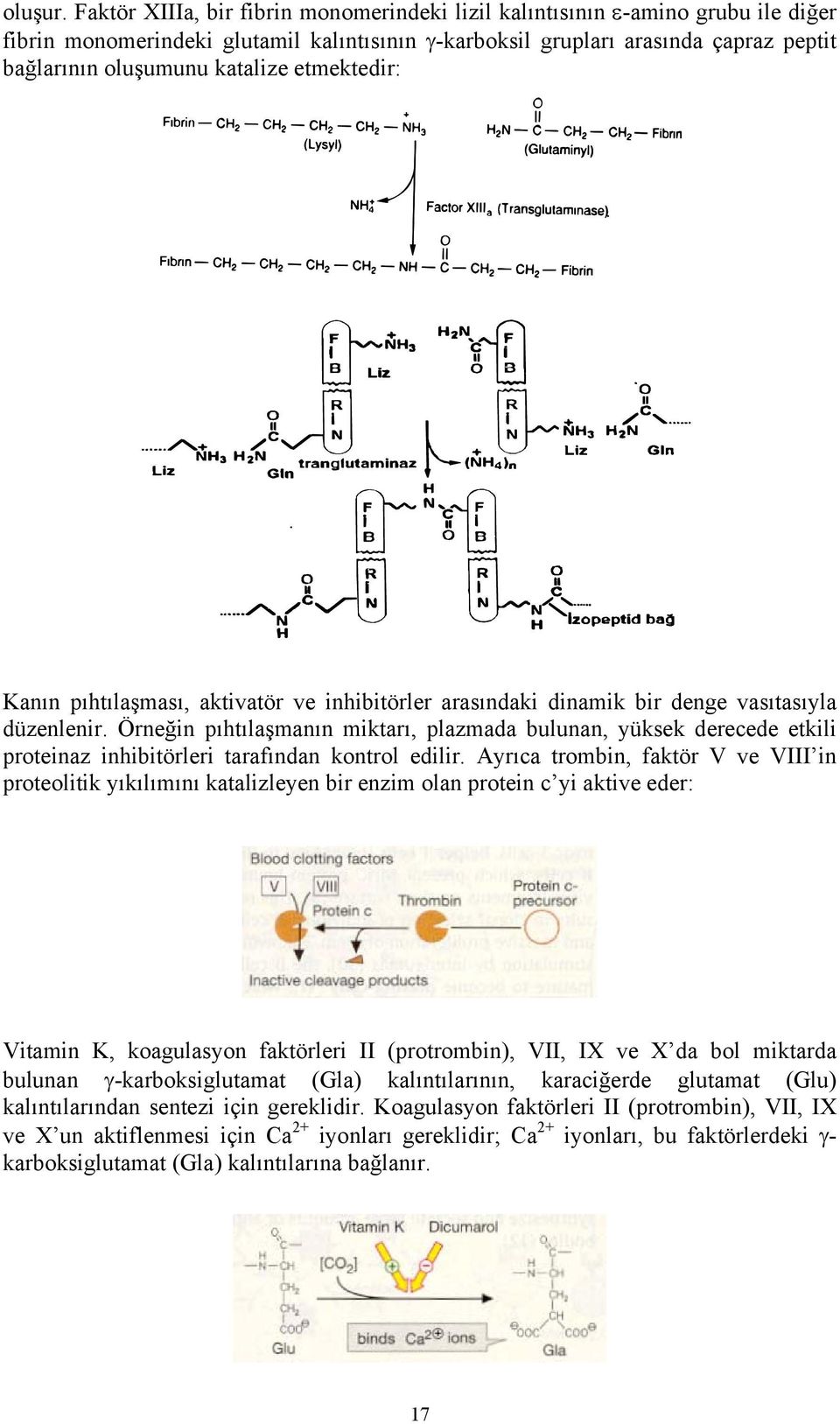 etmektedir: Kanın pıhtılaşması, aktivatör ve inhibitörler arasındaki dinamik bir denge vasıtasıyla düzenlenir.