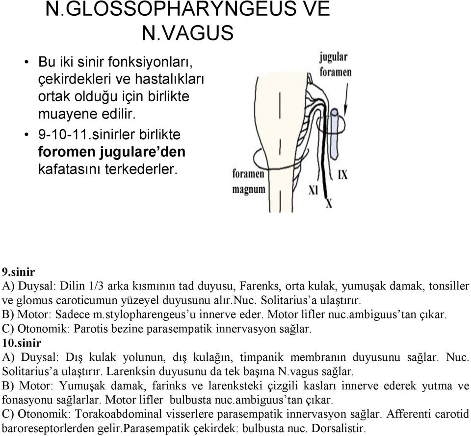 stylopharengeus u innerve eder. Motor lifler nuc.ambiguus tan çıkar. C) Otonomik: Parotis bezine parasempatik innervasyon sağlar. 10.