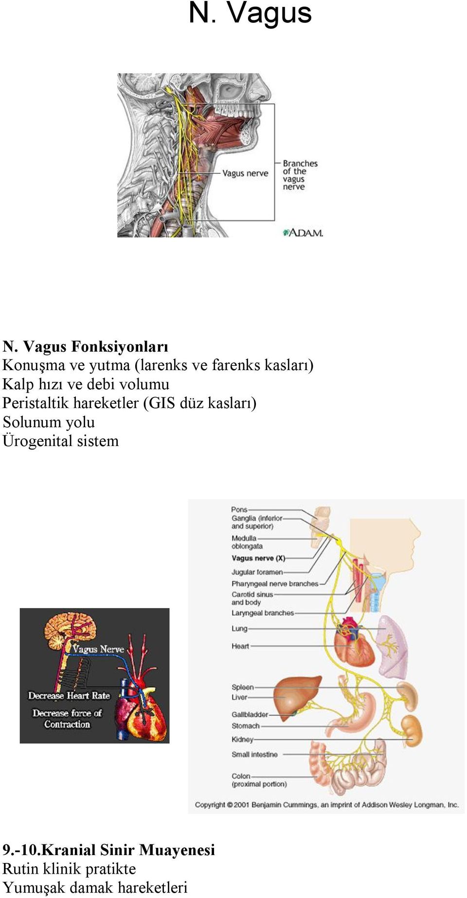 kasları) Kalp hızı ve debi volumu Peristaltik hareketler (GIS