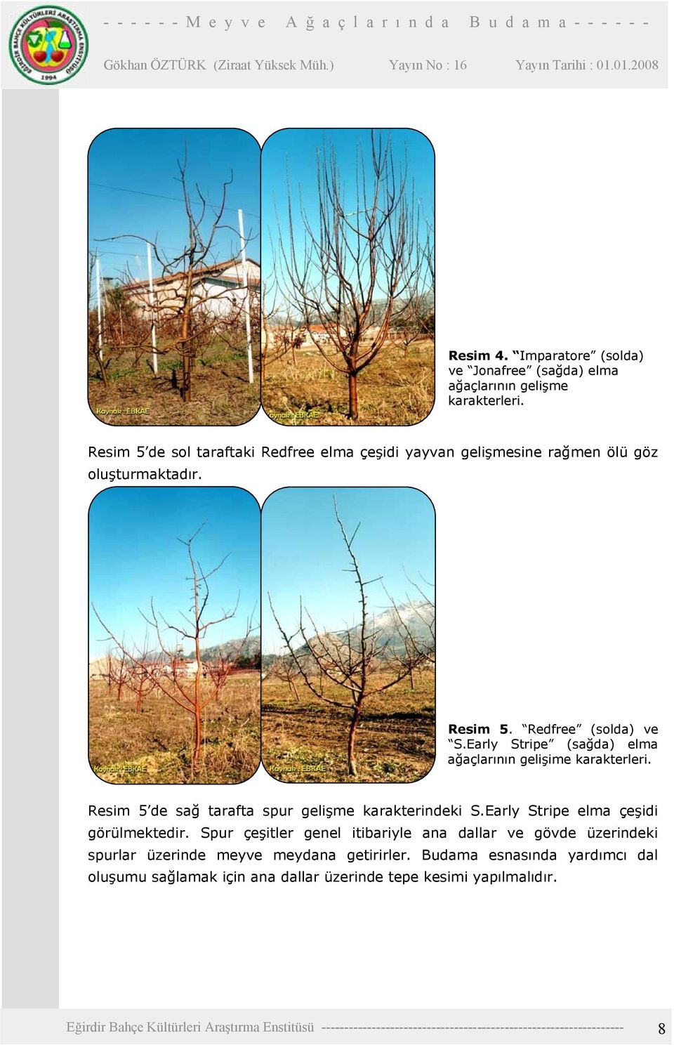 Early Stripe (sağda) elma ağaçlarının gelişime karakterleri. Resim 5 de sağ tarafta spur gelişme karakterindeki S.Early Stripe elma çeşidi görülmektedir.