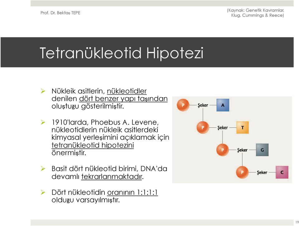 Levene, nükleotidlerin nükleik asitlerdeki kimyasal yerleşimini açıklamak için tetranükleotid