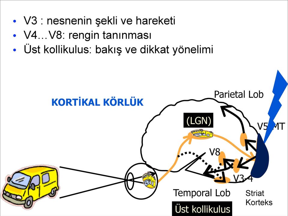 yönelimi KORTİKAL KÖRLÜK Parietal Lob (LGN)