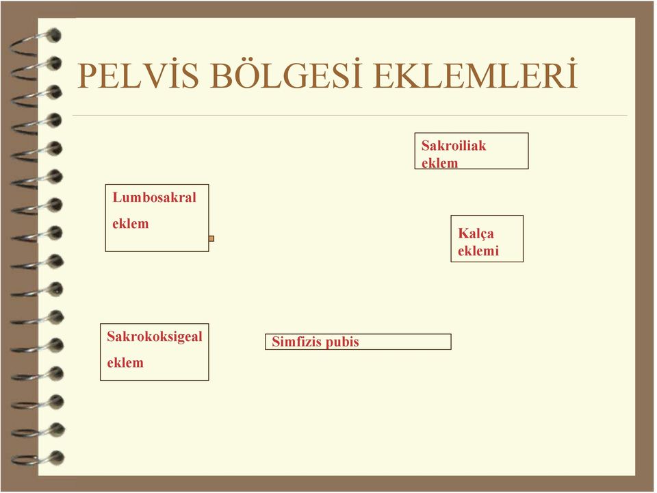 eklem eklem Kalça eklemi