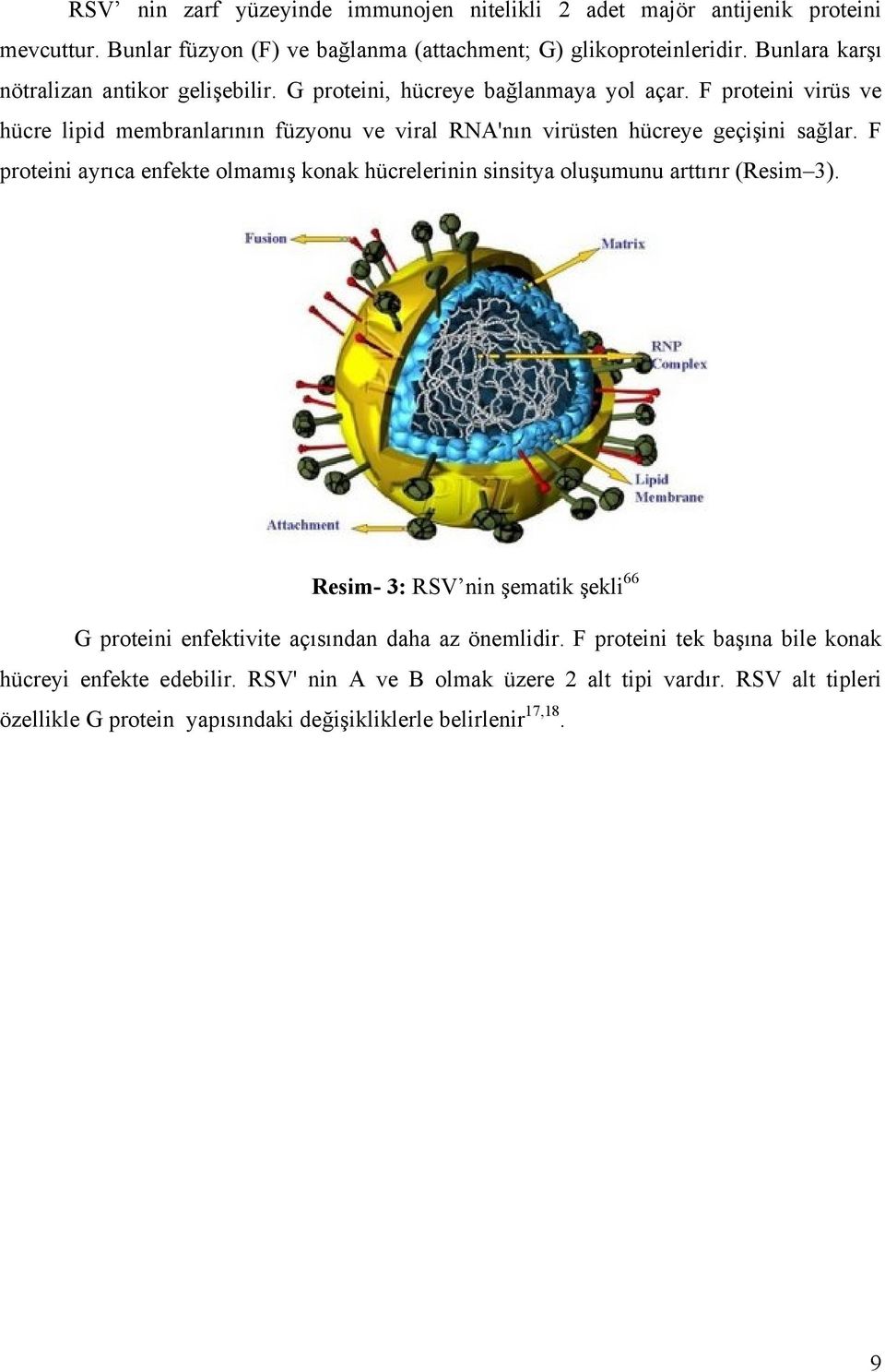 F proteini virüs ve hücre lipid membranlarının füzyonu ve viral RNA'nın virüsten hücreye geçişini sağlar.