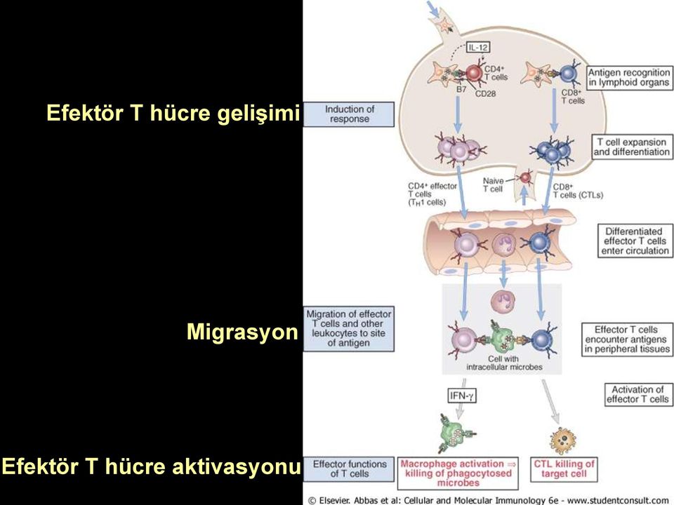 Migrasyon 