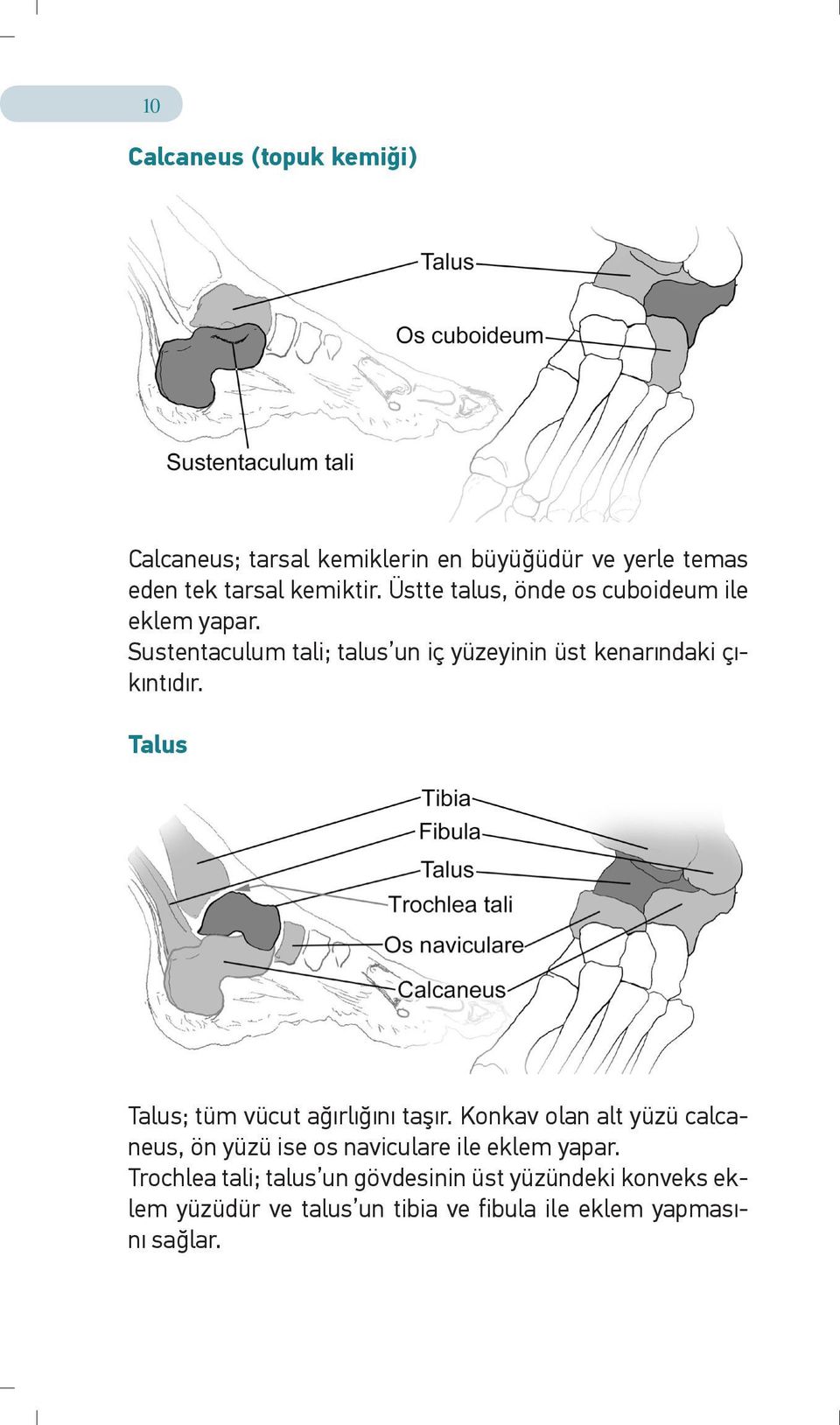 Talus Talus; tüm vücut ağırlığını taşır. Konkav olan alt yüzü calcaneus, ön yüzü ise os naviculare ile eklem yapar.