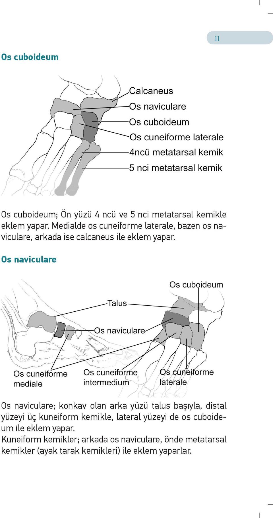 Os naviculare Os naviculare; konkav olan arka yüzü talus başıyla, distal yüzeyi üç kuneiform kemikle,