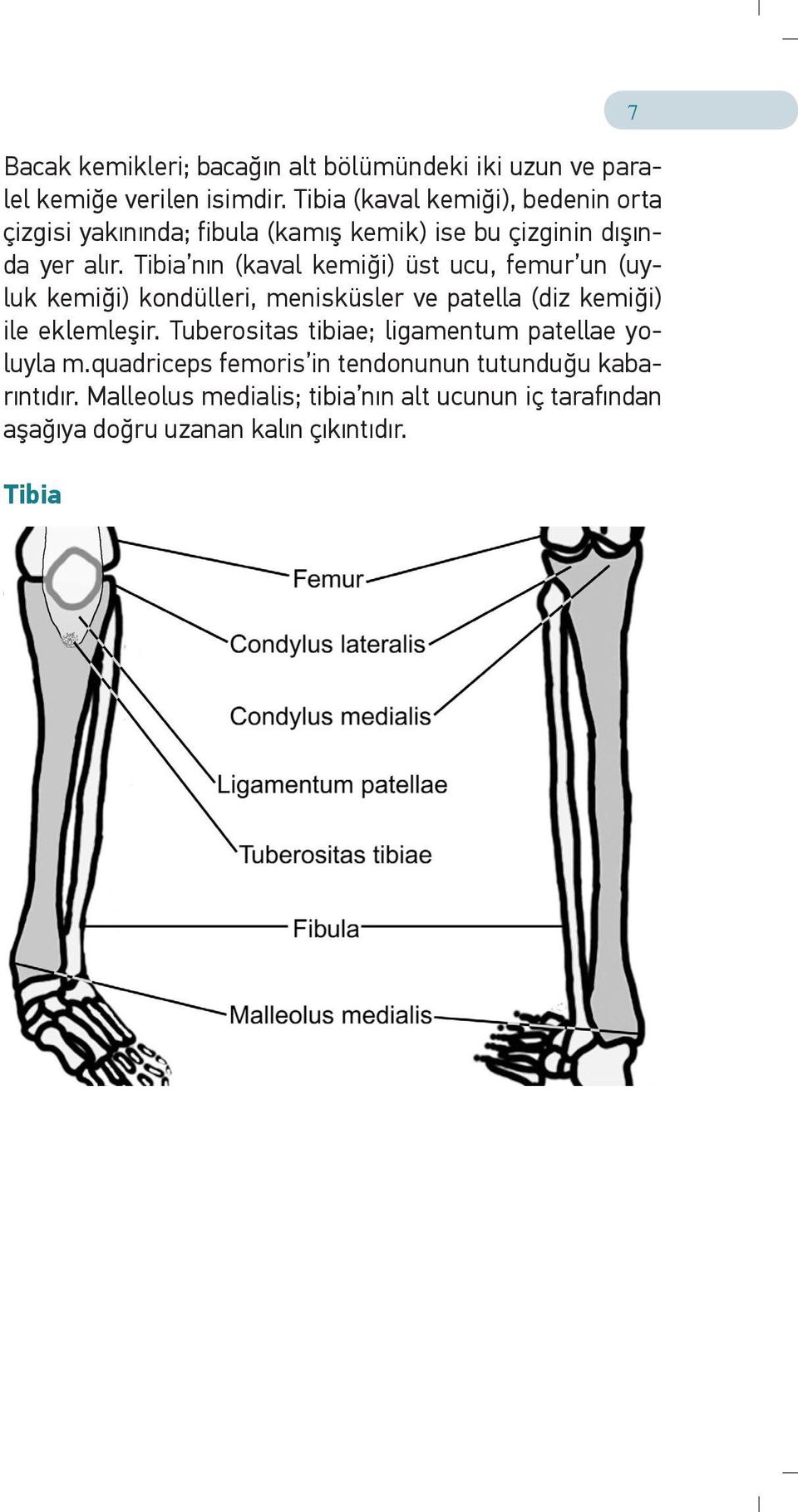 Tibia nın (kaval kemiği) üst ucu, femur un (uyluk kemiği) kondülleri, menisküsler ve patella (diz kemiği) ile eklemleşir.