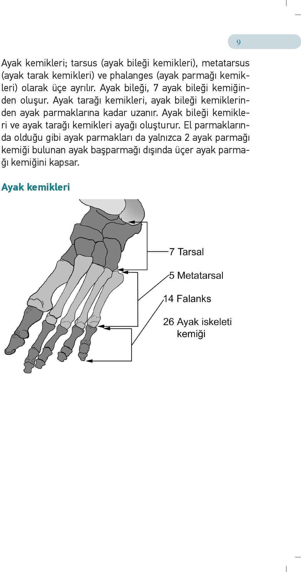 Ayak tarağı kemikleri, ayak bileği kemiklerinden ayak parmaklarına kadar uzanır.