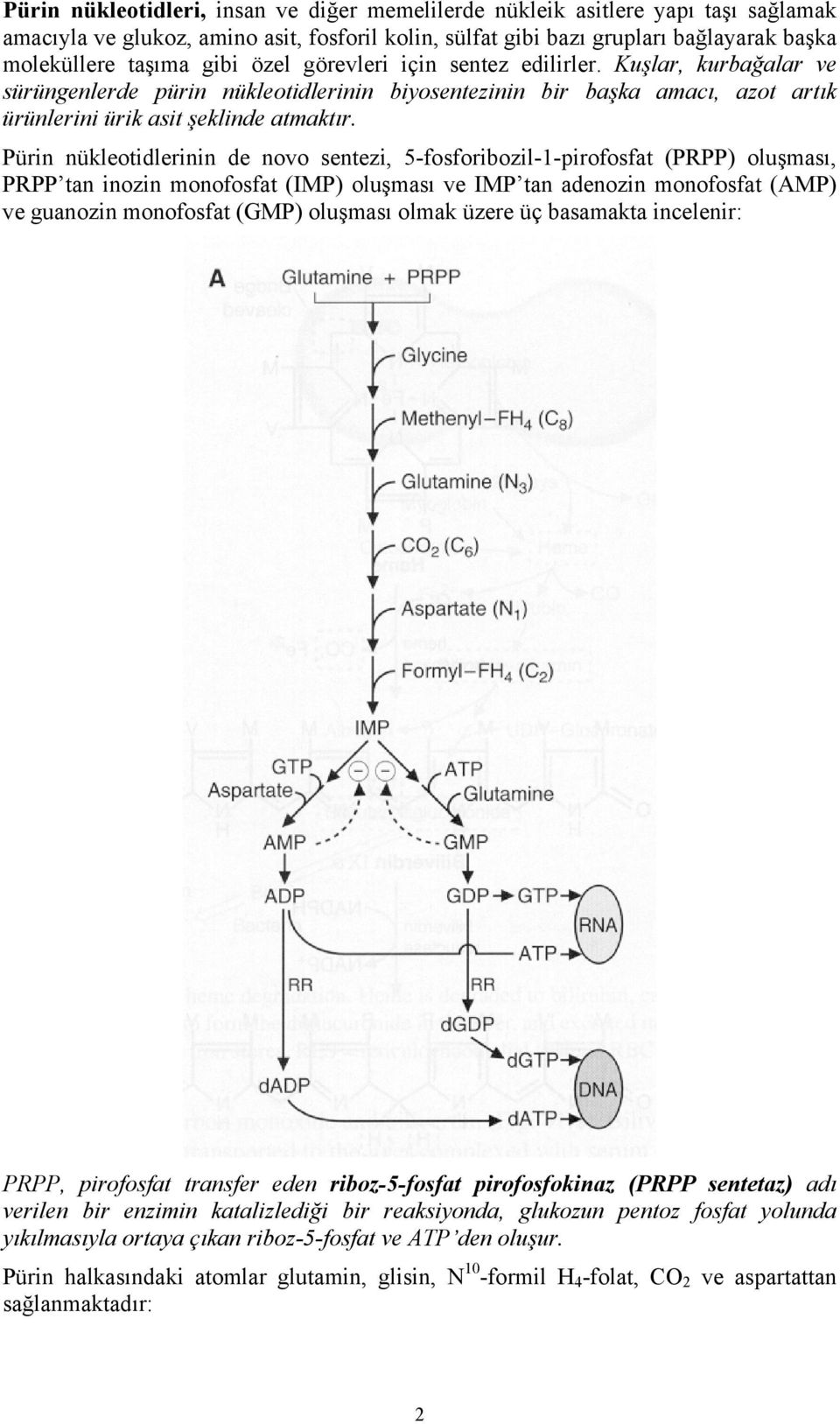 Pürin nükleotidlerinin de novo sentezi, 5-fosforibozil-1-pirofosfat (PRPP) oluşması, PRPP tan inozin monofosfat (IMP) oluşması ve IMP tan adenozin monofosfat (AMP) ve guanozin monofosfat (GMP)