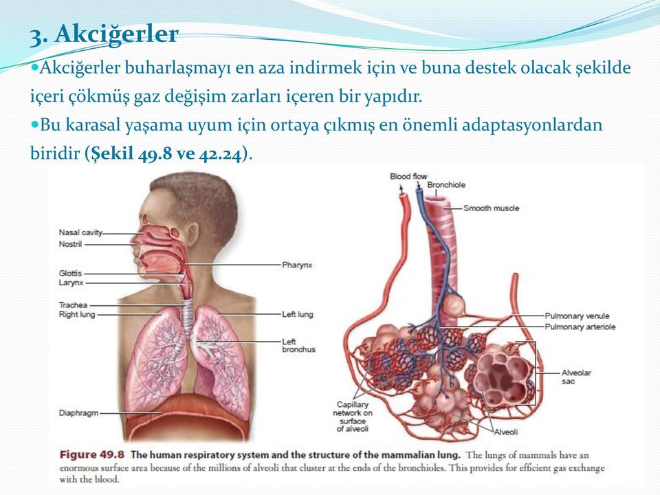 zarları içeren bir yapıdır.