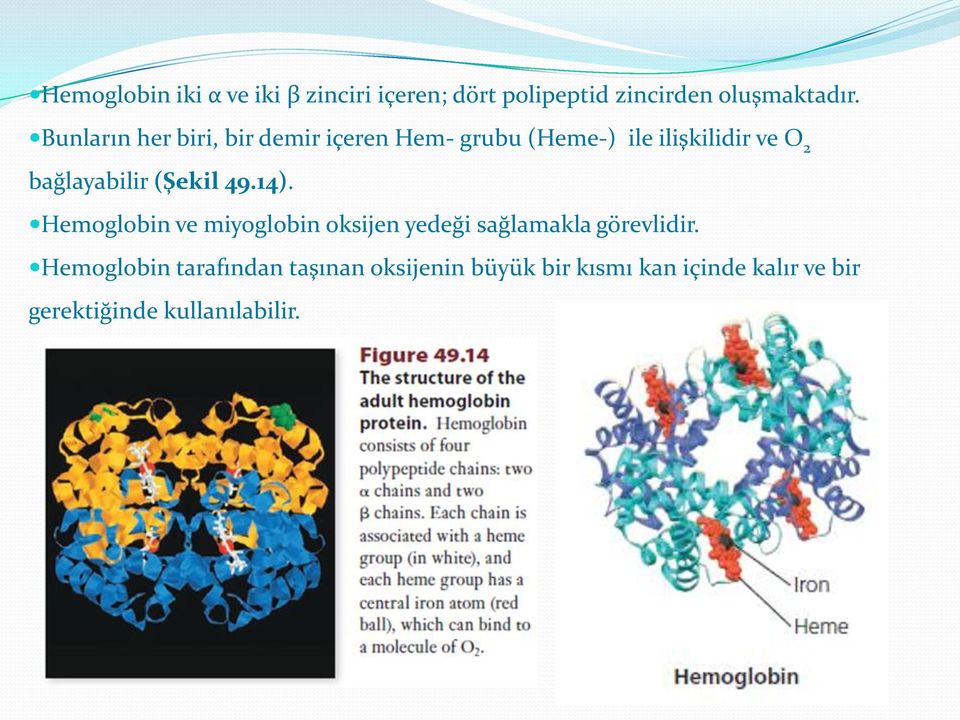 bağlayabilir (Şekil 49.14). Hemoglobin ve miyoglobin oksijen yedeği sağlamakla görevlidir.