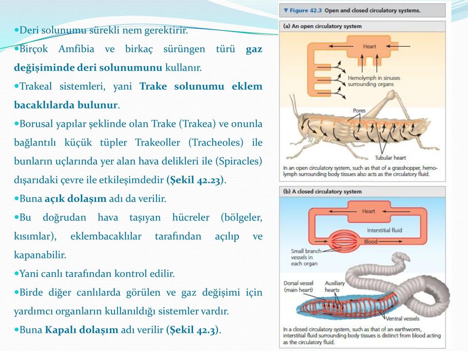 Borusal yapılar şeklinde olan Trake (Trakea) ve onunla bağlantılı küçük tüpler Trakeoller (Tracheoles) ile bunların uçlarında yer alan hava delikleri ile (Spiracles) dışarıdaki çevre