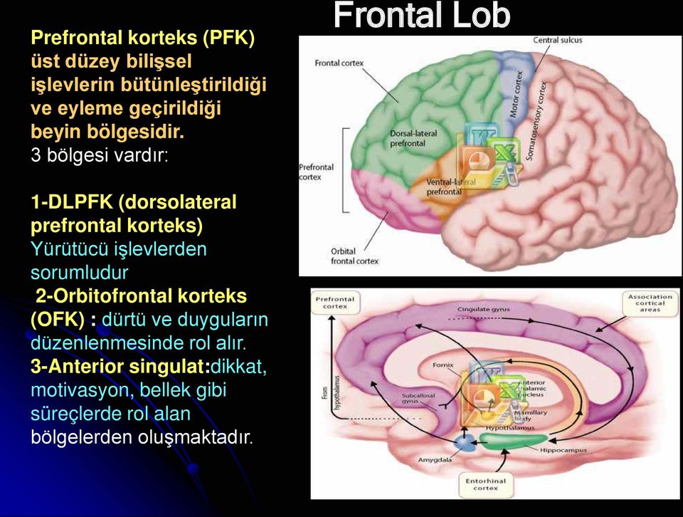 3 bölgesi vardır: Frontal Lob 1-DLPFK (dorsolateral prefrontal korteks) Yürütücü işlevlerden