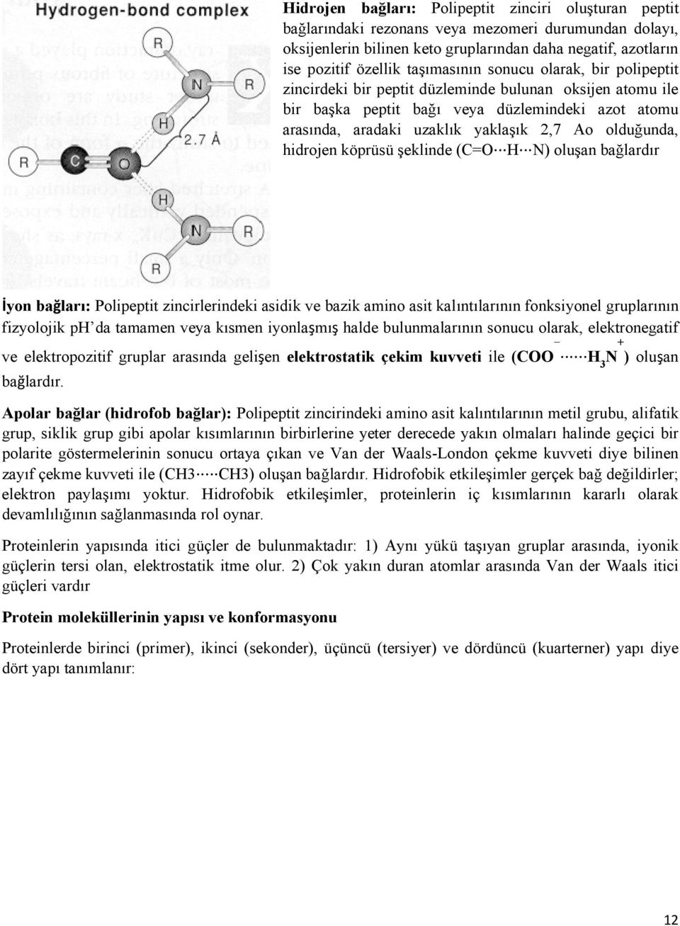 olduğunda, hidrojen köprüsü şeklinde (C=O H N) oluşan bağlardır İyon bağları: Polipeptit zincirlerindeki asidik ve bazik amino asit kalıntılarının fonksiyonel gruplarının fizyolojik ph da tamamen