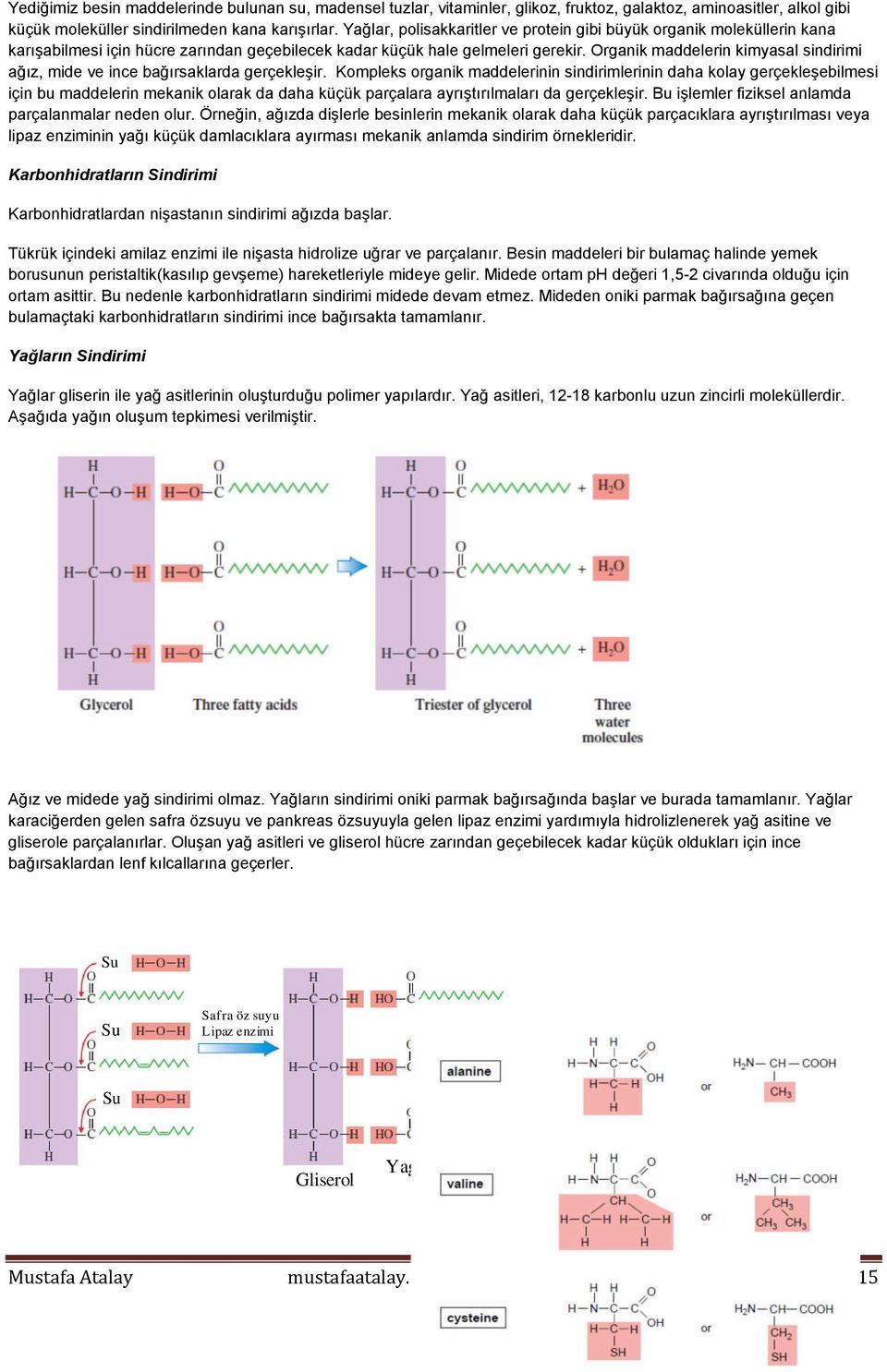 Organik maddelerin kimyasal sindirimi ağız, mide ve ince bağırsaklarda gerçekleşir.