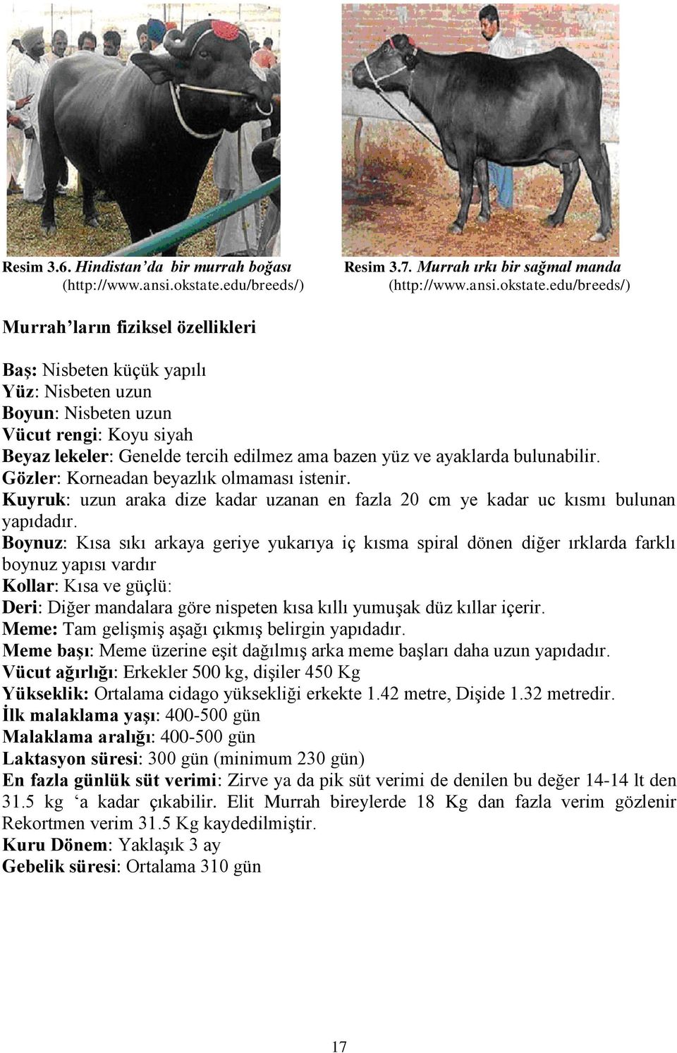 edu/breeds/) Murrah ların fiziksel özellikleri BaĢ: Nisbeten küçük yapılı Yüz: Nisbeten uzun Boyun: Nisbeten uzun Vücut rengi: Koyu siyah Beyaz lekeler: Genelde tercih edilmez ama bazen yüz ve