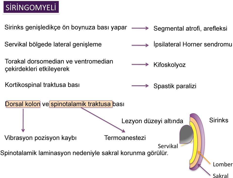 sendromu Kifoskolyoz Spastik paralizi Dorsal kolon ve spinotalamik traktusa bası Lezyon düzeyi altında Vibrasyon