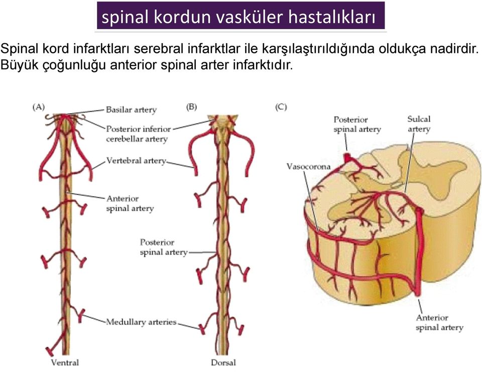 karşılaştırıldığında oldukça nadirdir.