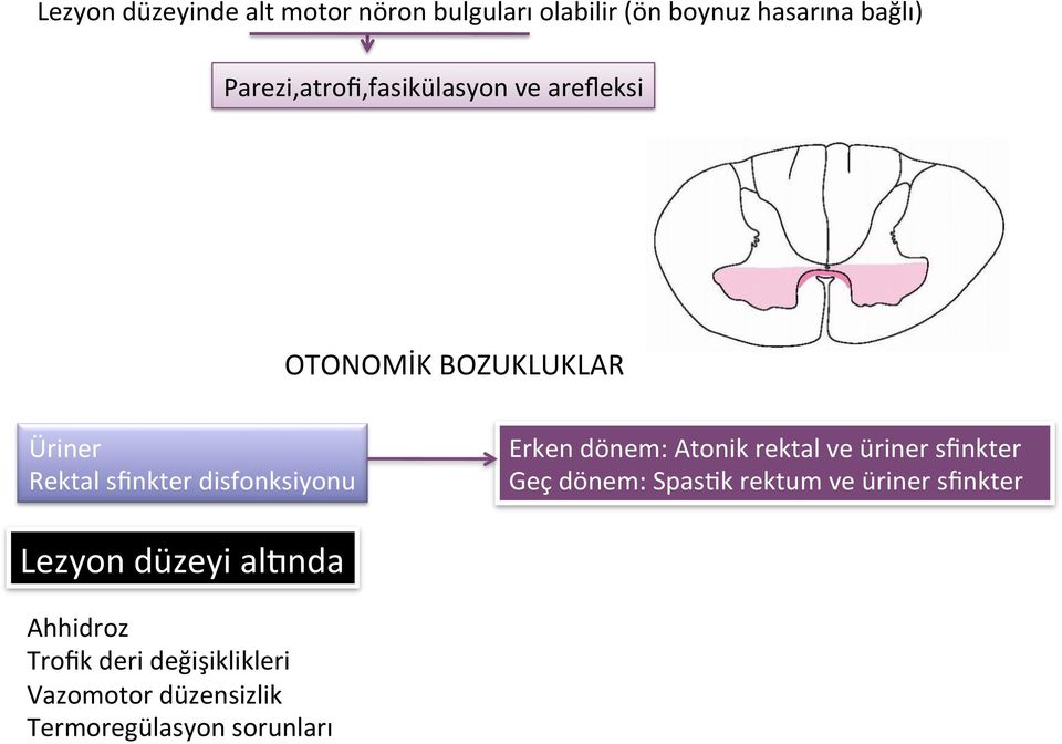 disfonksiyonu Erken dönem: Atonik rektal ve üriner sfinkter Geç dönem: SpasDk rektum ve