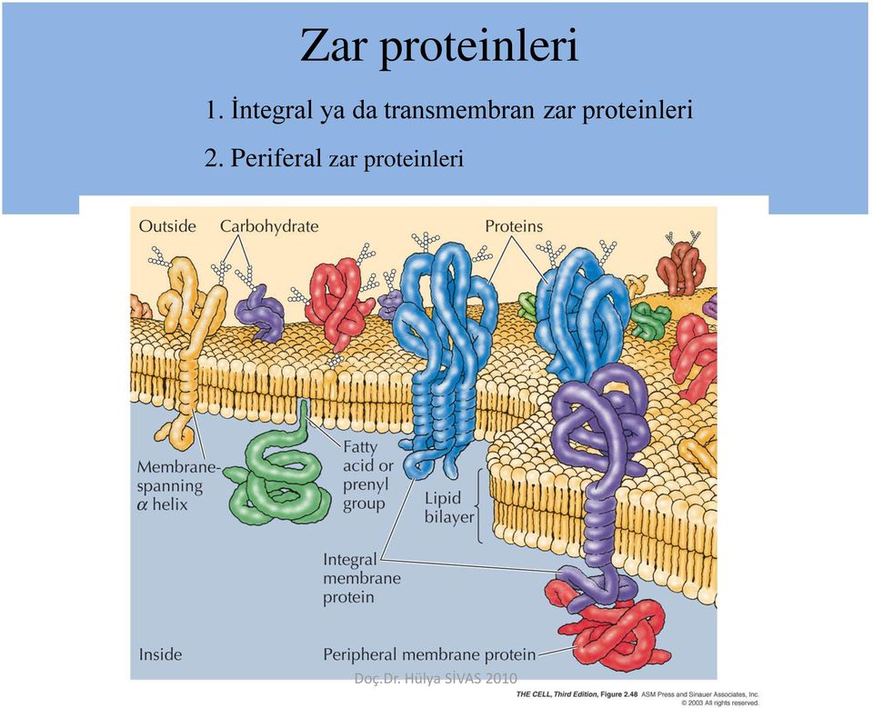 transmembran zar