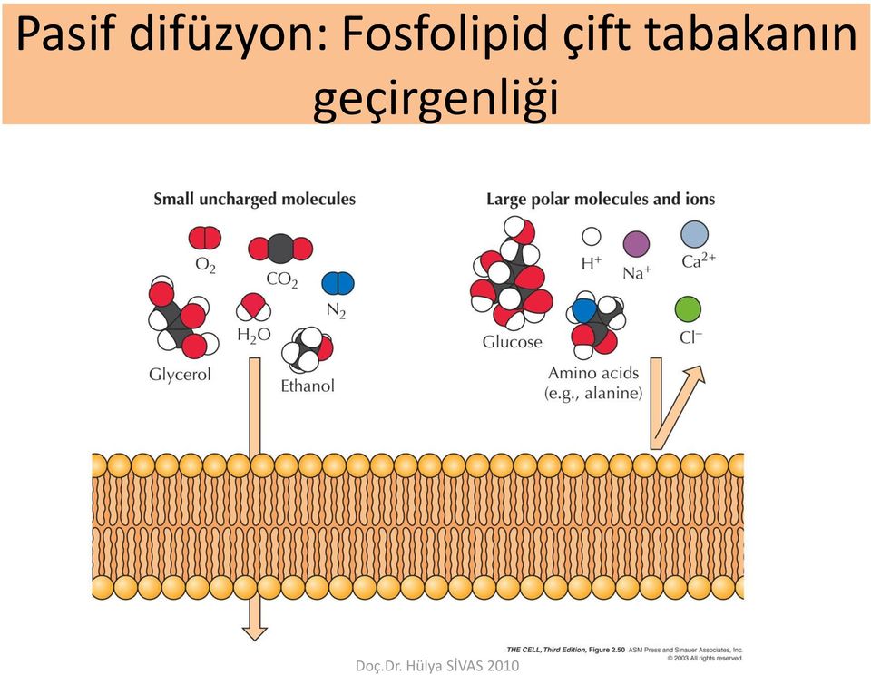 Fosfolipid