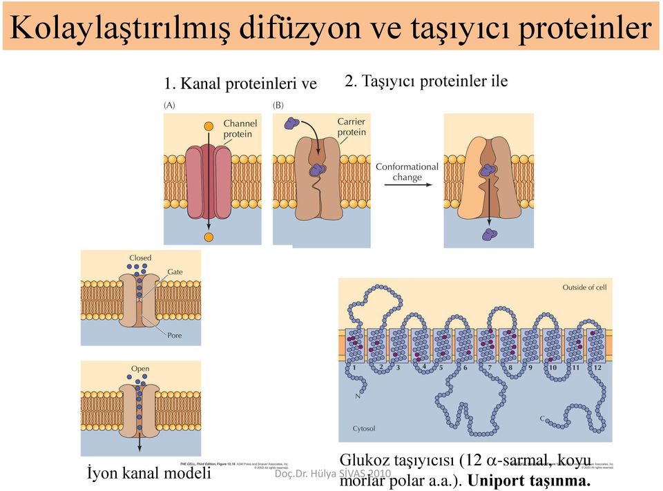 Taşıyıcı proteinler ile Glukoz taşıyıcısı (12