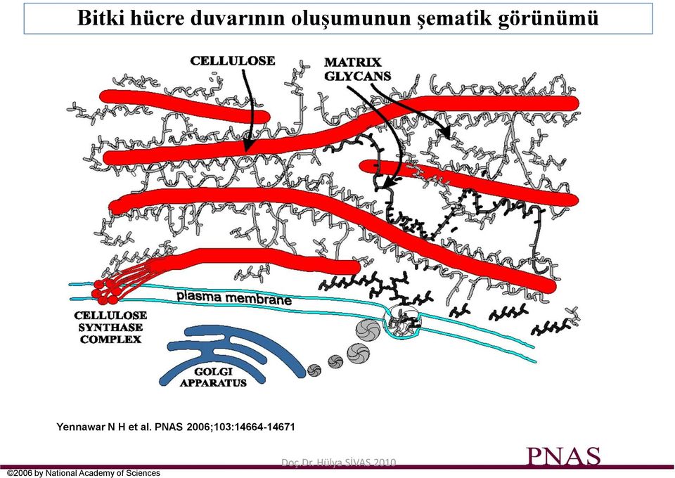 al. PNAS 2006;103:14664-14671