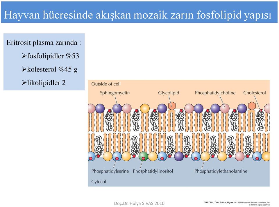 plasma zarında : fosfolipidler