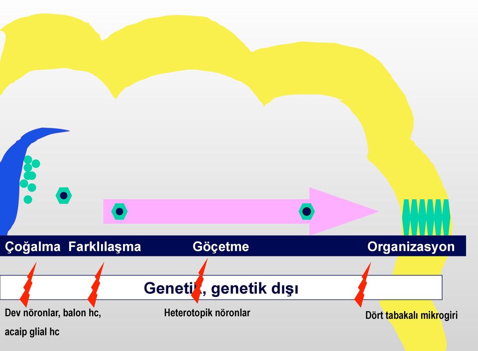 Dev nöronlar, balon hc, acaip glial