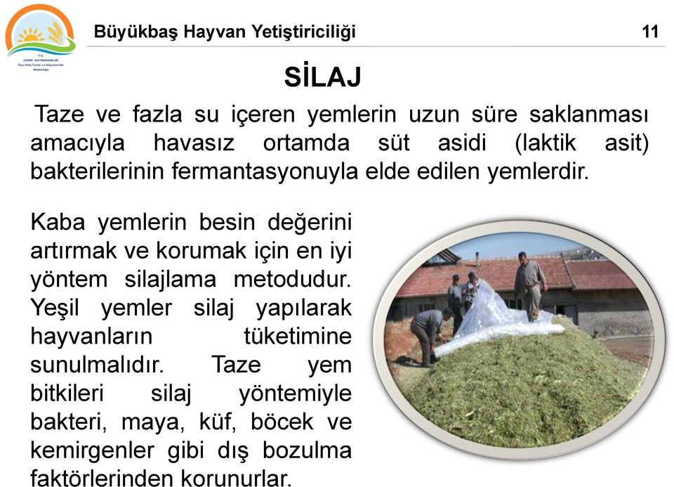 Kaba yemlerin besin değerini artırmak ve korumak için en iyi yöntem silajlama metodudur.