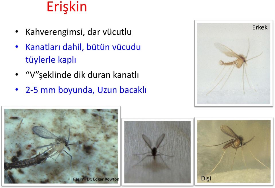 kaplı V şeklinde dik duran kanatlı 2-5 mm