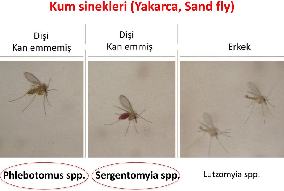 Phlebotomus spp.