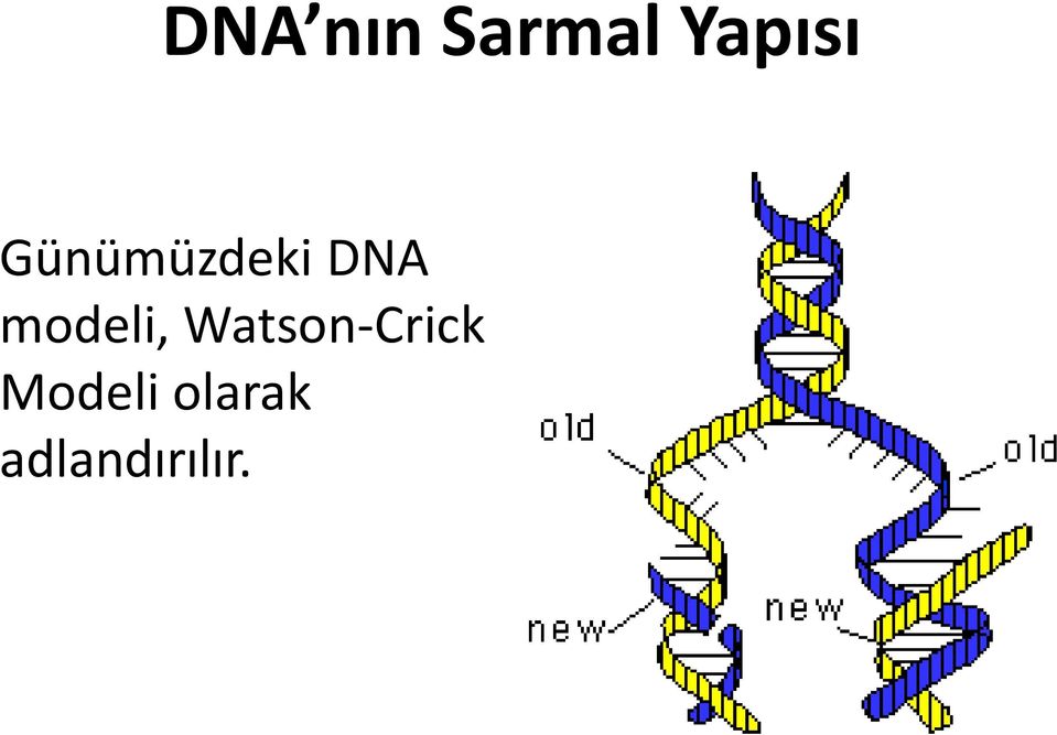 modeli, Watson-Crick