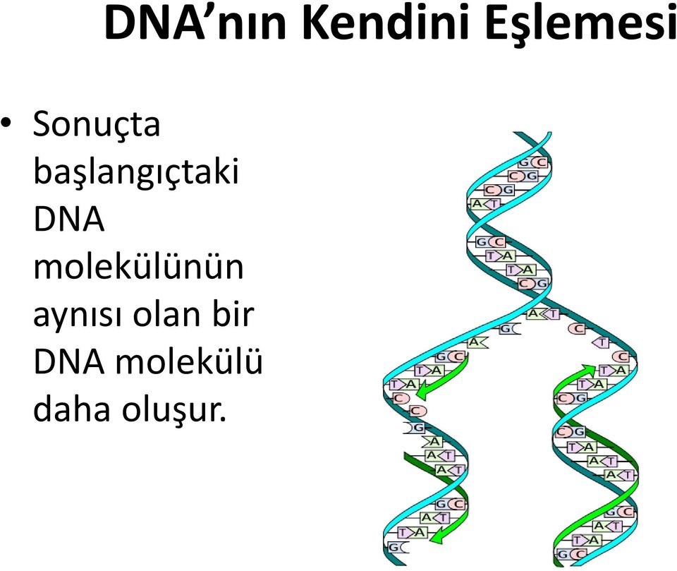 molekülünün aynısı olan