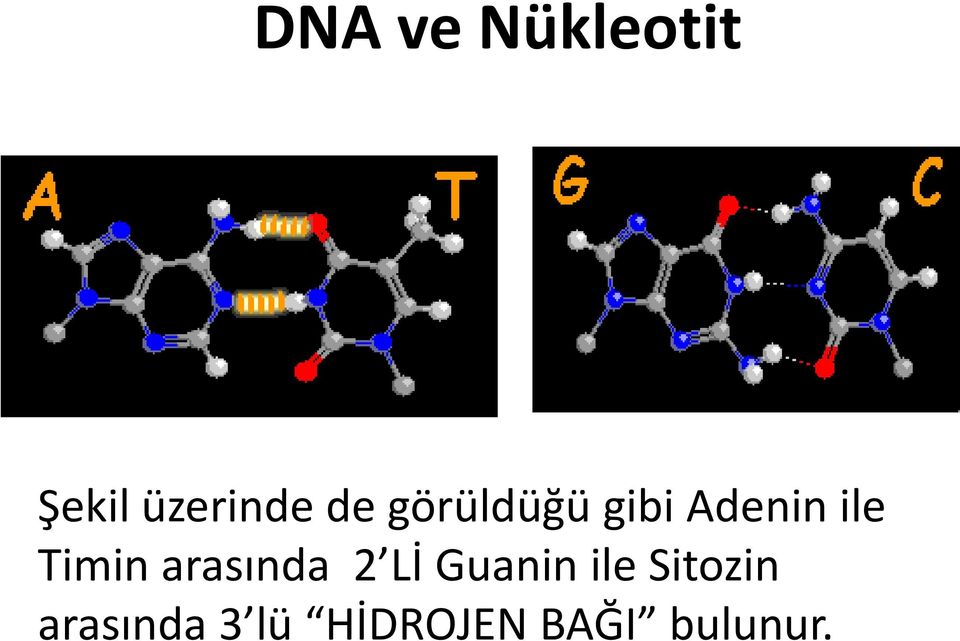 Timin arasında 2 Lİ Guanin ile