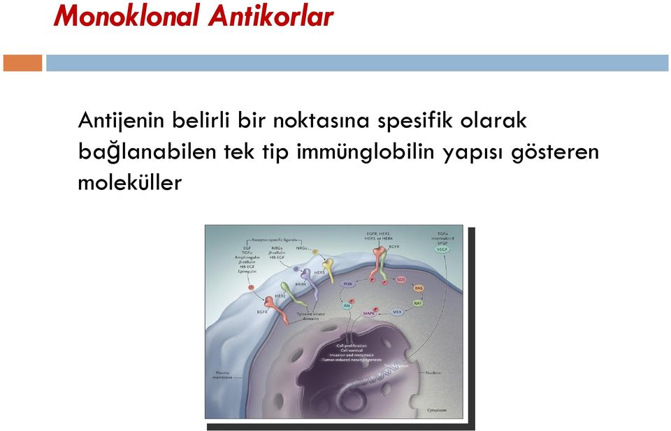 olarak bağlanabilen tek tip