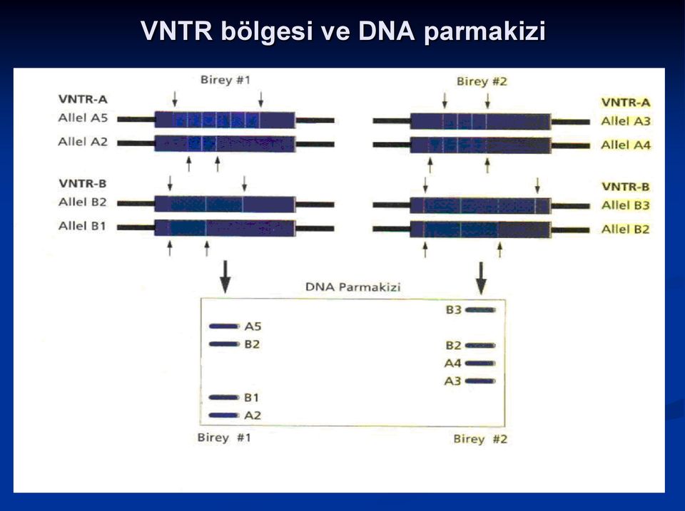 ve DNA