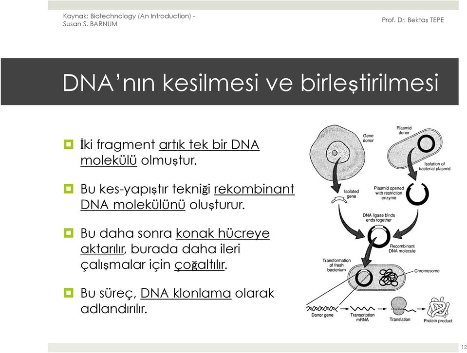 Bu kes-yapıştır tekniği rekombinant DNA molekülünü oluşturur.