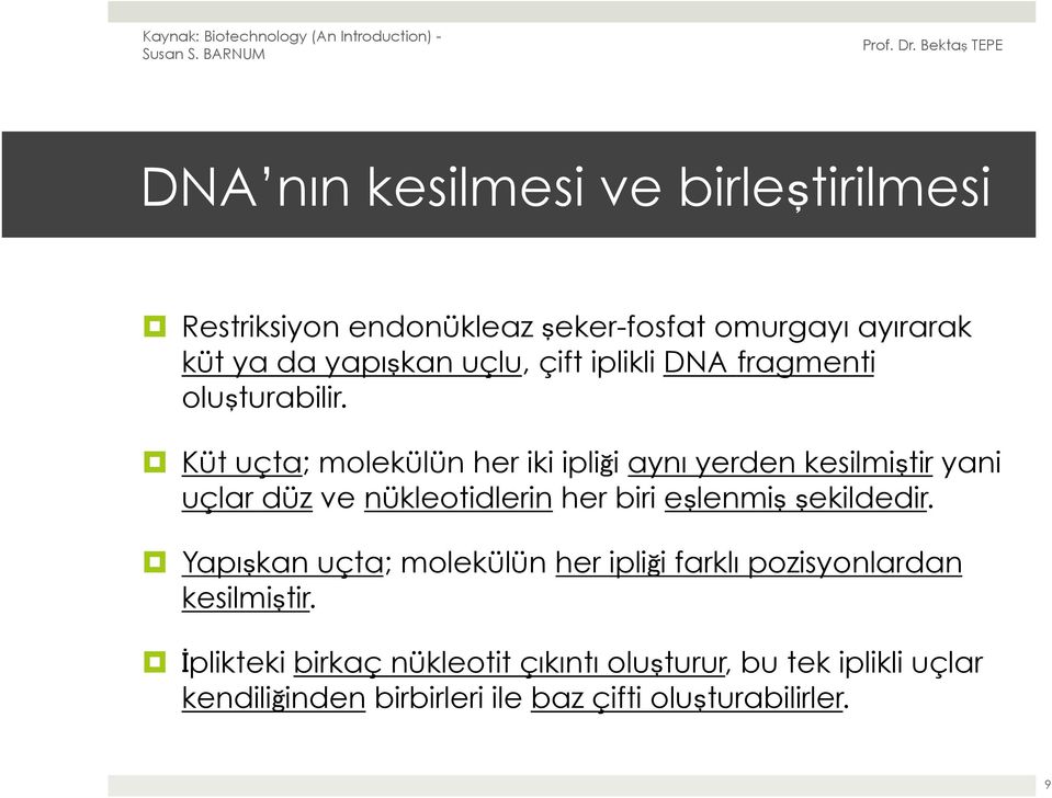 Küt uçta; molekülün her iki ipliği aynı yerden kesilmiştir yani uçlar düz ve nükleotidlerin her biri eşlenmiş