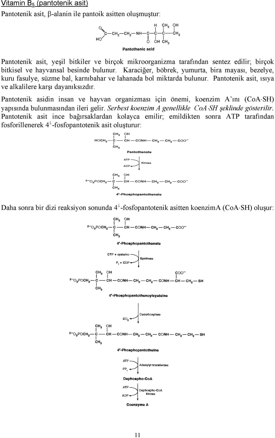 Pantotenik asidin insan ve hayvan organizması için önemi, koenzim A ını (CoA SH) yapısında bulunmasından ileri gelir. Serbest koenzim A genellikle CoA SH şeklinde gösterilir.