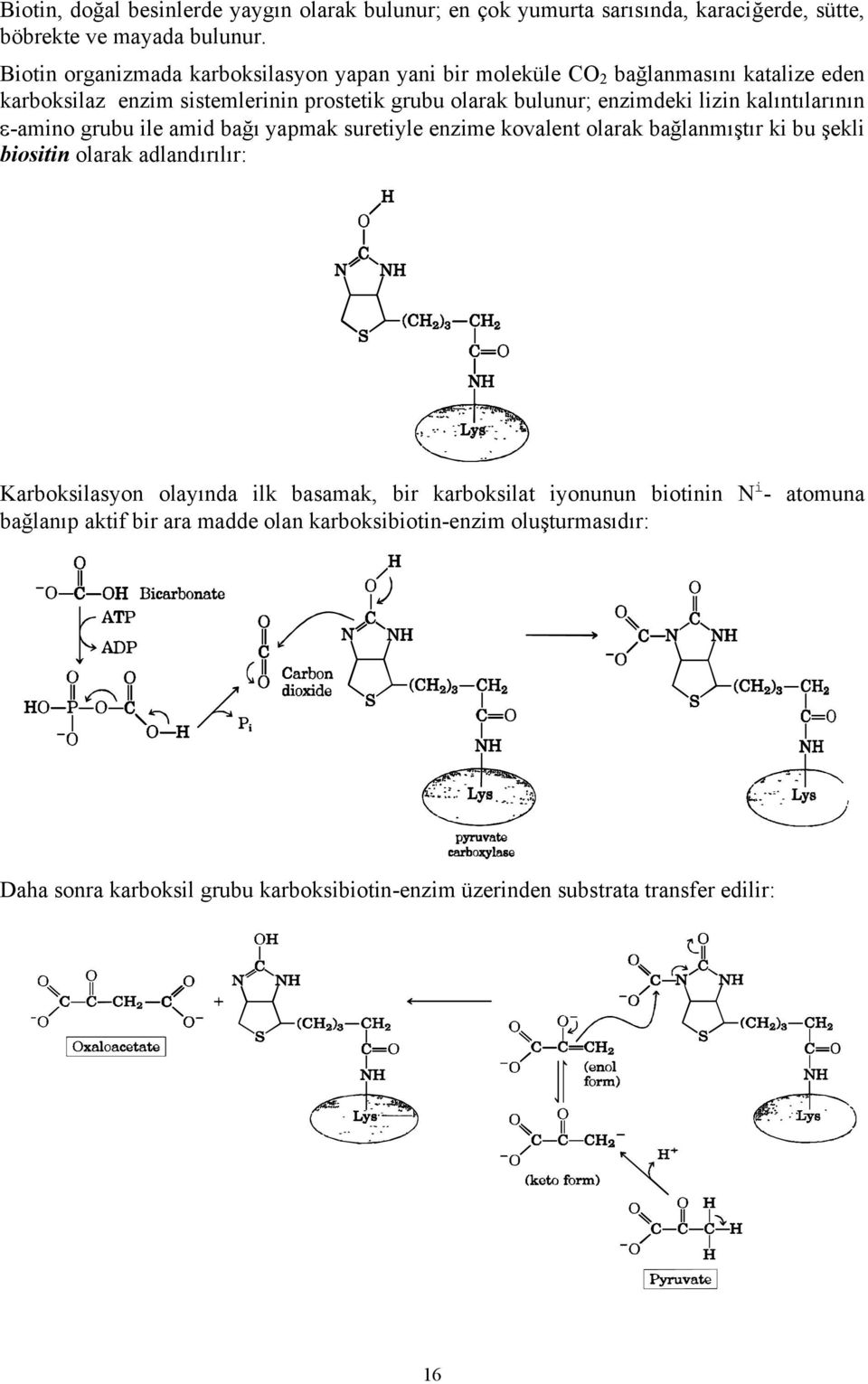 lizin kalıntılarının ε-amino grubu ile amid bağı yapmak suretiyle enzime kovalent olarak bağlanmıştır ki bu şekli biositin olarak adlandırılır: Karboksilasyon olayında