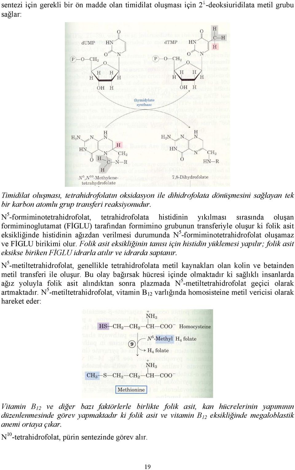 N 5 -formiminotetrahidrofolat, tetrahidrofolata histidinin yıkılması sırasında oluşan formiminoglutamat (FİGLU) tarafından formimino grubunun transferiyle oluşur ki folik asit eksikliğinde histidinin