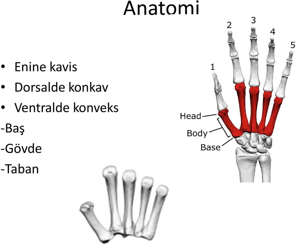 konkav Ventralde