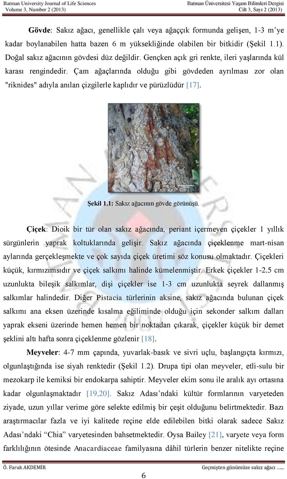 Çam ağaçlarında olduğu gibi gövdeden ayrılması zor olan "riknides" adıyla anılan çizgilerle kaplıdır ve pürüzlüdür [17]. Şekil 1.1: Sakız ağacının gövde görünüşü.