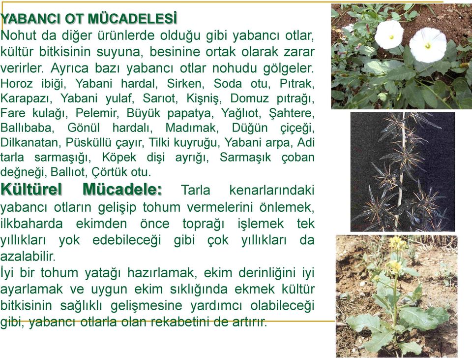 Düğün çiçeği, Dilkanatan, Püsküllü çayır, Tilki kuyruğu, Yabani arpa, Adi tarla sarmaşığı, Köpek dişi ayrığı, Sarmaşık çoban değneği, Ballıot, Çörtük otu.