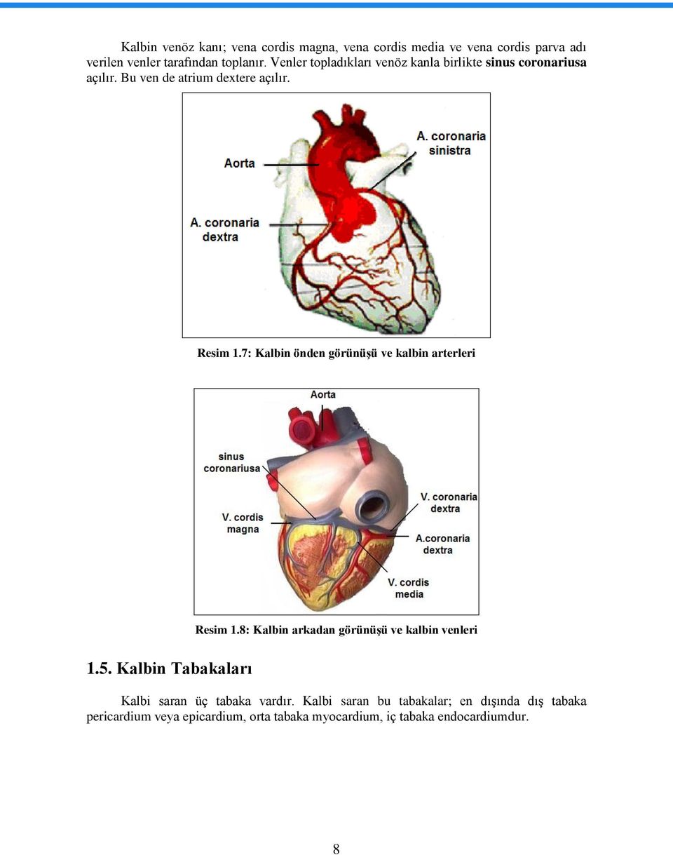 7: Kalbin önden görünüşü ve kalbin arterleri 1.5. Kalbin Tabakaları Resim 1.